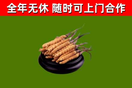 瑞昌烟酒回收冬虫夏草.jpg